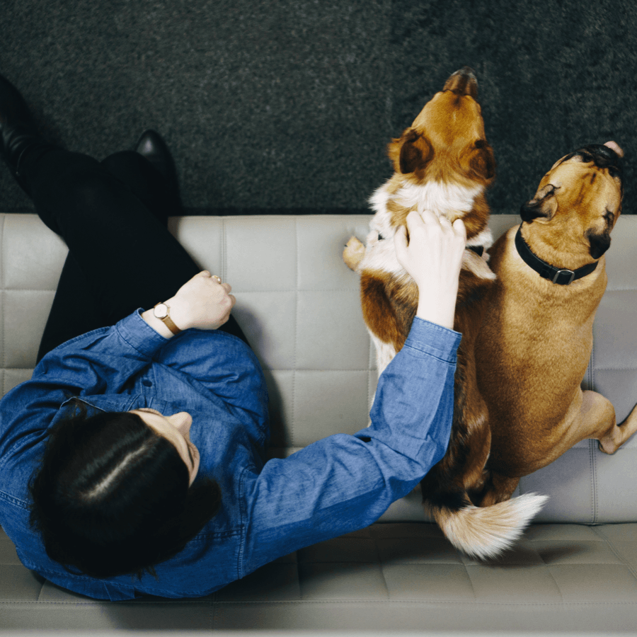 Orium worker petting dogs